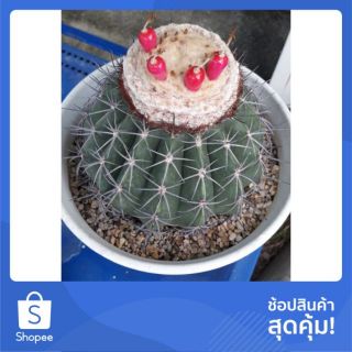 Cake Cactus Farm กระบองเพชร Melocactus curvispinus เมโลแคคตัส เคอร์วิสไปนัส