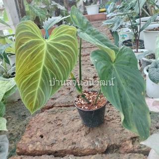 ฟิโลเดนดรอนสเปนดิส Philodendron splendid (Melanochrysum x Verrucosum) ไม้ใบ ไม้ฟอกอากาศ