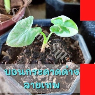 1 ต้น !Alocasia macrorrhizos ต้นบอนกระดาดด่างขาว จากต้นแม่ด่างแท้ บอนกระดาษด่าง เห็นลายด่างแล้วไม่ต้องลุ้น!!