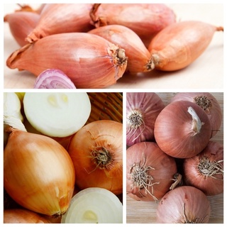 100 เมล็ด เมล็ดหอมหัวใหญ่ สายพันธุ์ หอมใหญ่ Cyklop  Onion seeds