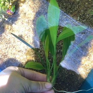 อเมซอนอุรุกวัย (ต้นเปล่า) 🌱🌱