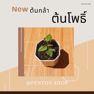 ต้นโพธิ์ กระถางขาว2นิ้ว 🔺ขั้นต่ำโปรดสั่ง6ต้นขึ้นไปคละพันธุ์ได้