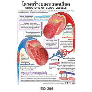 โปสเตอร์ โครงสร้างของหลอดเลือด #EQ-296 โปสเตอร์กระดาษอาร์ตมัน #วิทยาศาสตร์ สื่อการเรียนการสอน สื่อการเรียนรู้