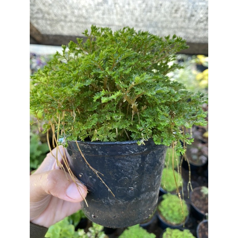 เฟิร์นกนก อินโดเลื้อย / ต้นเฟิร์นกนกนารีแคระ  🪴 พร้อมกระถาง4นิ้ว - รูปที่ 3