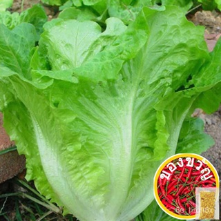 Biji benih daun salad/ผักกาดหอมเมล็ด/Lettuce seed/Fast shipping手链/母婴/上衣/男装/园艺/帽子/玫瑰/芹菜/香菜/向日葵/ RIXO