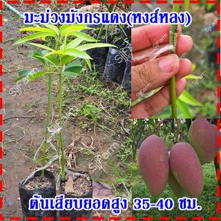 1 ต้น ต้นพันธุ์มะม่วงมังกรแดง(Reddragon Mango) หรือมะม่วงพันธุ์หงส์หลง ต้นเสียบยอดสูง 35-40 ซม.จัดส่งพร้อมถุงเพาะชำ