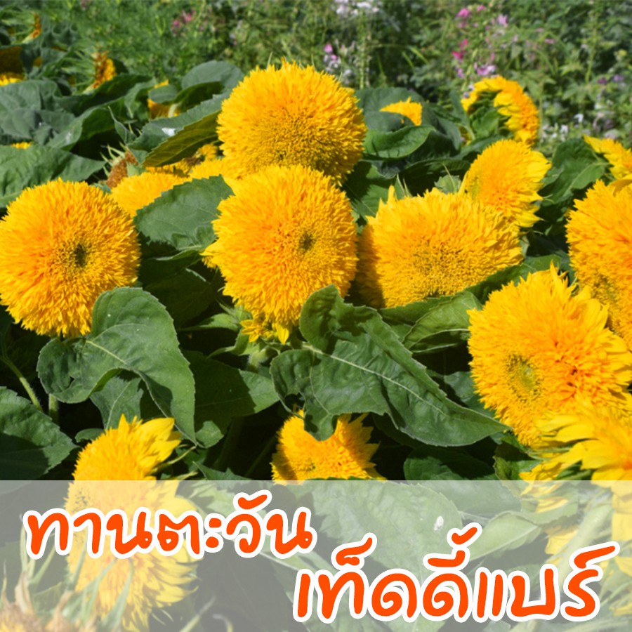 My Image 25