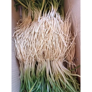 รากชู หอมชู 撇菜根รากสวยๆ🌱ส่งสดๆจากสวน💯 1 ออแกนิค1000-2000กรัม