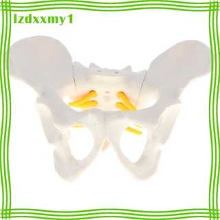 Kiddy   Anatomical Model - Small Size Female Pelvic Skeleton Anatomy Model