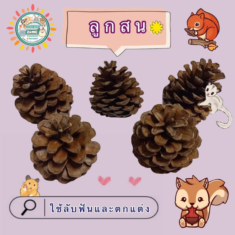 ลูกสนลับฟัน สำหรับสัตว์เลี้ยง หรือสำหรับตกแต่งทั่วไป สะอาด ไม่ใส่สาร