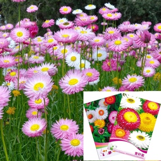 ดอกกระดาษออสเตรเลีย(โรเดนที) คละสี  50เมล็ด  Rhodanthe / Paper Daisy Mixed