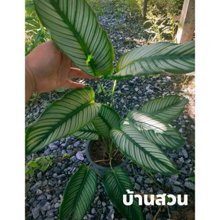 ต้นคล้าขุนแผนเรียกทรัพย์