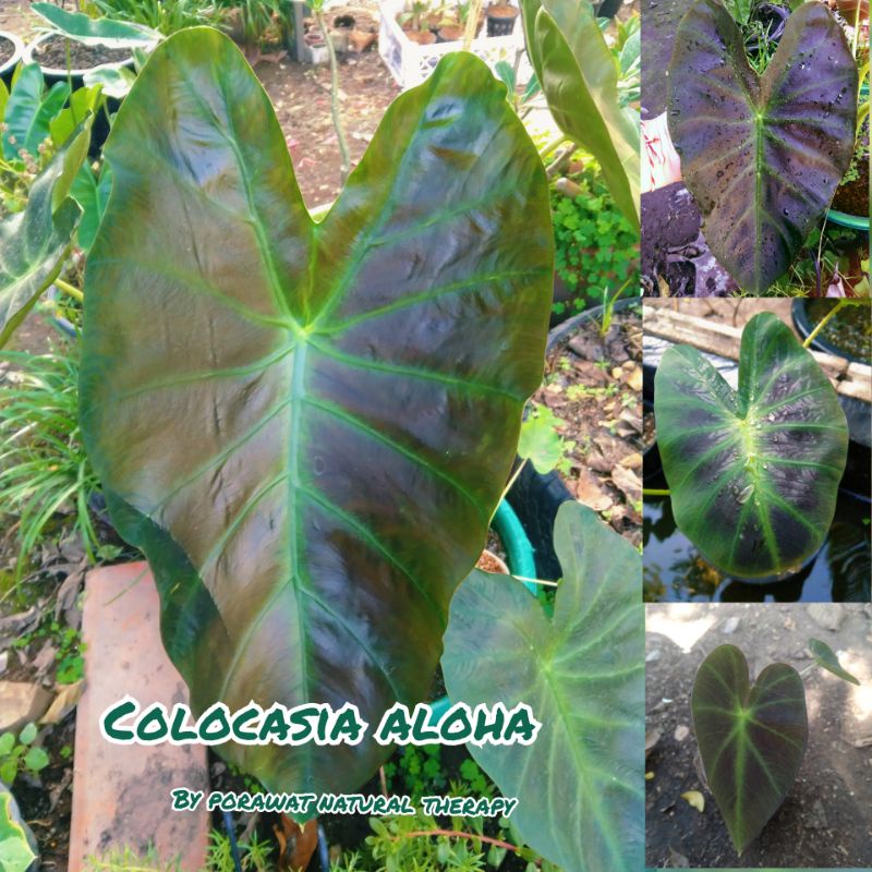 บอนอโลฮา:!: colocasia alohaกระดูกใบเรืองแสง
