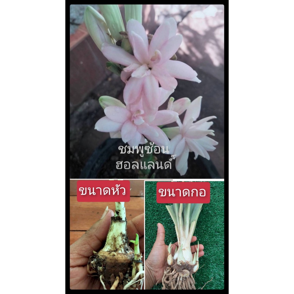 ซ่อนกลิ่น ซ่อนกลิ่นสีชมพูดอกซ้อน2ดอกใหญ่(หัวสดเเละเเห้ง)กลิ่นหอม ปลูกได้ทุกภาค หน่อ เหง้าซ่อนกลิ่น ต้นซ่อนกลิ่น