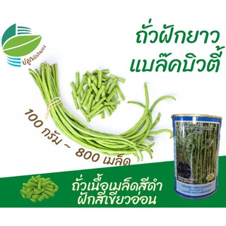 ถั่วฝักยาว ~800 เมล็ด (Yard long bean)​