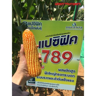 เมล็ดข้าวโพด แปซิฟิค789 ผลผลิตสูง ขนาด 5กิโลกรัม สินค้ามีพร้อมส่ง