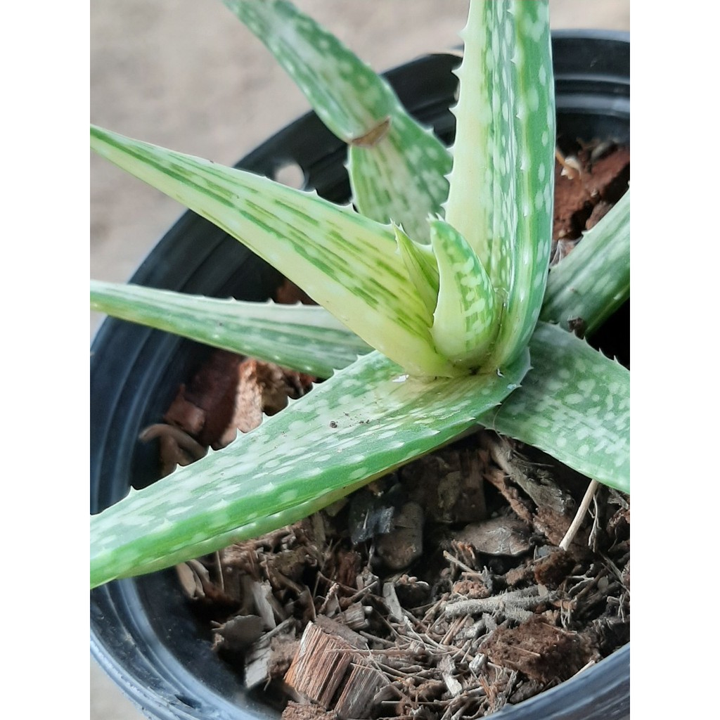 🍀ว่านหางจระเข้ด่างแคระ Aloe vera 🍀 ส่งทั้งกระถาง ไม้ด่าง สไลด์มินิมอน เลี้ยงง่าย โตช้า เหมาะกับวางโต๊ะทำงาน ต้นตามภาพ