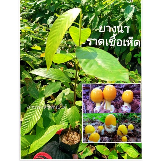 ต้นยางนา  ยางนา ยางนาราดเชื้อเห็ดระโงก เเละ เห็ดเผาะ ขนาด 30-40 ซม. ต้นเเข็งเเรงพร้อมปลูก สินค้าเสียหายยินดีเคลมฟรี