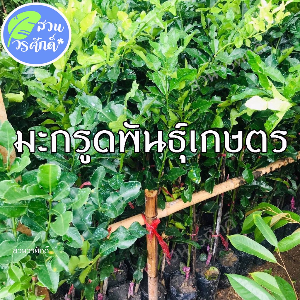 ต้นมะกรูดพันธุ์เกษตร เสียบยอดชำลงถุง พันธุ์แท้100%