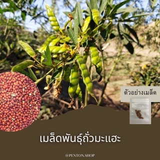 เมล็ดพันธุ์ถั่วมะแฮะ 5 เมล็ด  โปรดสั่งสินค้าภายในร้าน30บาทขึ้นไป