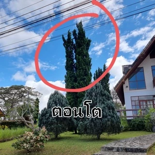 สนมังกร กล้าสนมังกร🌲 สูงประมาน 25-30 ซม. เลี้ยงง่ายชอบแดด ประดับออฟฟิต รั้วบ้าน ตัดแต่งกิ่งได้ตามต้องการบอนไซ