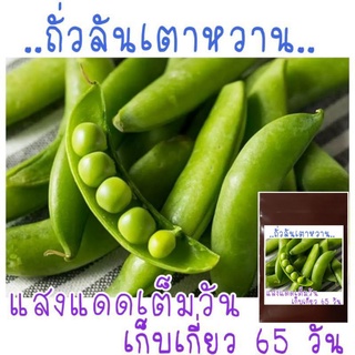 เมล็ดพันธุ์ ถั่วลันเตาหวาน 10 เมล็ด sugar pea