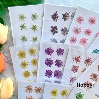 【พร้อมส่ง】ดอกเอมิมาจัสทับแห้ง (Ammi majus, Lace) ดอกไม้ทับแห้ง ดอกไม้จริงทับแห้ง Pressed Flowers💐