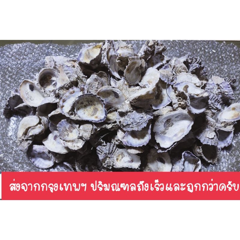 เปลือกหอยนางรม 5โล50บาท เปลือกกรองน้ำใส สะอาดปราศจากสารพิษ ไม่มีอวน