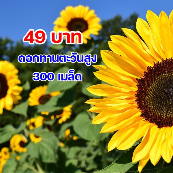 เมล็ดพันธ์ุทานตะวันพันธ์สูง!! เมล็ดพันธุ์ประมาณ 200 เมล็ด
