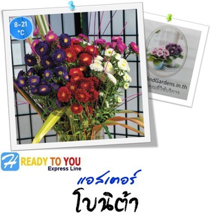 ดอกกระดาษ (Aster) แอสเตอร์ โบนิต้า 25 เมล็ด (จาก Sakata Ornamentals EMEA )