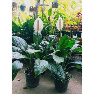 ต้นเดหลี (Peace lily) กำลังออกดอก