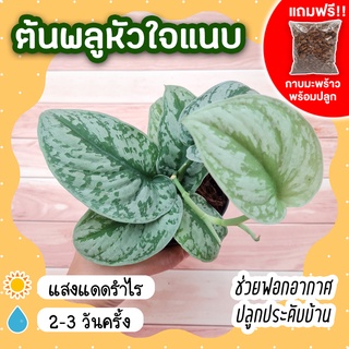 ต้นพลูหัวใจแนบ กระถาง 4 นิ้ว [แถมกาบมะพร้าวพร้อมปลูก] Scindapsus Pictus Exotica พลูหัวใจแนบ ลายชัดมาก ต้นไม้มงคล