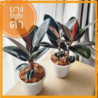[Bytong Store] ยางอินเดียดำ ต้นใหญ่ เพาะเมล็ด ใบเงา พร้อมกระถางสีขาว ของขวัญ ไม้มงคล ไม้ฟอกอากาศ