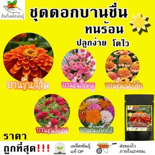 เมล็ดพันธุ์ ชุดดอกบานชื่น ปลูกง่าย ทนร้อน โตไว พร้อมส่ง บานชื่นคละสี/สีขาว/พรมเปอร์เซียร์/สีเหลือง/สีม่วง/ลิลลิพุท/สีส้ม