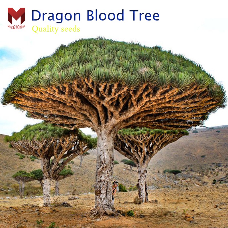 เมล็ดพันธุ์ Dragon Blood Tree (ต้นเลือดมังกร) ต้นไม้โบราณที่มีอายุยาวนานเกิน 500 ปี (20เมล็ด)