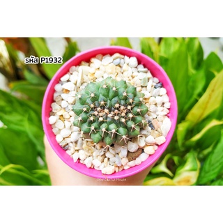 ยิมมอนคริส ยิมโนคาไลเซียม มอน คริสตาต้า (Gymnocalycium monster cristata variegata) แคคตัส