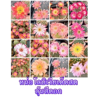 sjcactus โลบิเวีย หน่อโลบิเวีย หน่อโลบิเวียเด็ดสด หน่อโลบิเวียคละสีดอก Lobivia
