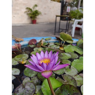 2 เมล็ด เมล็ดบัว สีม่วง ดอกใหญ่ นำเข้า บัวนอก สายพันธุ์เมล็ดบัว Lotus seeds