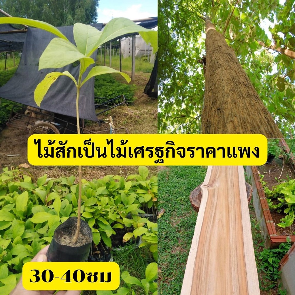 ต้นกล้าสักทอง ไม้เศรฐกิจ (ซื้อ10ต้น แถม1ต้น)