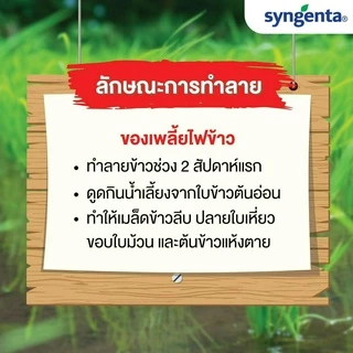 แอคทารา 100 ก.(ของแท้)(ไทอะมีทอกแซม) กำจัด เพลี้ยไฟ เพลี้ยแป้ง เพลี้ยไก่แจ้ เพลี้ยอ่อน ซินเจนทา
