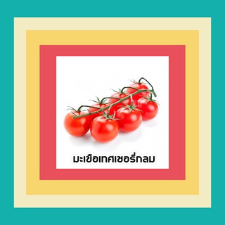 🌱เมล็ดพันธุ์ผักสวนครัว มะเขือเทศเชอรีกลม 10 บาท 📌งอกดีมีคู่มือการปลูก /ผักสวนครัว เมล็ดผัก [10 แถม 1 คละได้] ผักผล ผักใบ