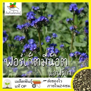 เมล็ดพันธุ์ ชุดดอกฟอร์เก็ตมีน็อต ดอกไม้แห่งความรัก ขายดีที่สุด ปลูกง่าย โตไว พร้อมส่ง ฟอร์เก็ตมีน็อต/พันธุ์แอฟริกา/สีฟ้า