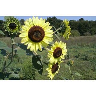 เมล็ดพันธุ์ ทานตะวัน เลม่อนควีน (Lemon Queen Sunflower Seed) บรรจุ 5 เมล็ด คุณภาพดี ราคาถูก ของแท้ 100%