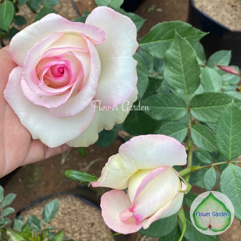 F424 กุหลาบ Moonstone (มูนสโตน) สีขาวสวย ขนาดถุงใหญ่