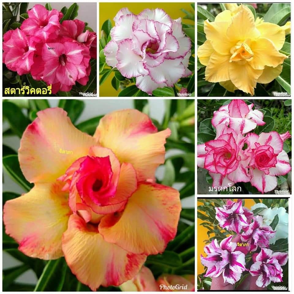 10 เมล็ด ชวนชม กุหลาบทะเลทราย สายพันธุ์ดอกซ้อน คละสี Adenium Seeds