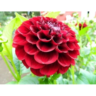 1 หัว/ออเดอร์ รักเร่ Dahlia สายพันธุ์ Paul Smith หัวรักเร่