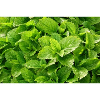 เลมอนบาล์ม (Lemon Balm) เมล็ดพันธุ์ สมุนไพรฝรั่ง