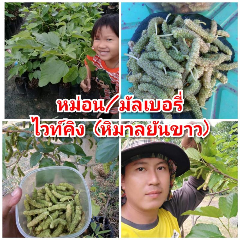 หม่อน/มัลเบอรี่ ไวท์คิง หม่อนผลสุกสีขาว หวานหอมมาก ต้นพันธุ์เสียบยอดสูง 30-40 ซม.แข็งแรงพร้อมปลูก