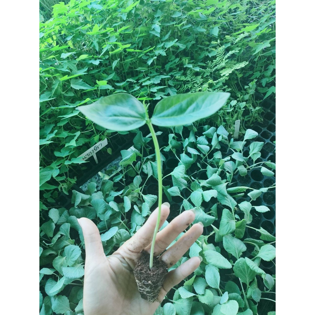 ต้นกล้า ถั่วยาวเขียวไร้ค้าง พร้อมปลูก กล้าละ 10บาท ซื้อ 10แถม2   ถั่วฝักยาวไร้ค้าง ถั่วพุ่ม ถั่วไร้ค้าง ติดฝักดก ฝักเรีย - รูปที่ 2