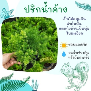 ต้นปริกน้ำค้าง Asparagus densiflorus (Kunth) Jessop